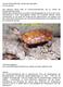 Zacken-Erdschildkröte: Geoemyda spengleri von Udo Schews