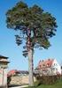 Systematik, Verbreitung und Morphologie der Waldkiefer (Pinus sylvestris) GREGOR AAS