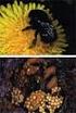 Zum Pollensammelverhalten der Seidenbiene ColletesfloralisEVERSMANN 1852 (Hymenoptera, Apidae)
