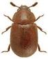 Neue und bemerkenswerte Tenebrionidae aus dem Naturhistorischen Museum Wien, gesammelt von W. Kühnelt im Jahre 1964 in Namibia. (Insecta: Coleoptera)