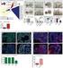 Cell differentiation and proliferation during development and regeneration