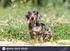 Dachshund - Dackel - Teckel
