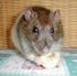 Geeignete Futtermittel für Ratten