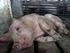 Verhaltensstörungen beim Schwein über Futter und Wasser entgegenwirken geht das?