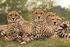 Spektakuläre Tiersafaris im südlichen Afrika
