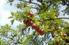 Blattsaugerdichten und Auswirkungen auf den Apfeltriebsuchtbefall 9 Jahre Versuche zur Bekämpfung der Blattsauger