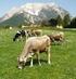 Ergebnisse bei der Umstellung auf Vollweidehaltung von Milchkühen im österreichischen Berggebiet