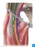Arterien und Venen. Arterie. Vene. aus: Netter s Anatomy 28. Atlas Tag