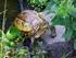Köhlerschildkröten zu Geochelone carbonaria (SPIX 1824) im Land des Wassers -THOMAS VINKE &SABINE VINKE