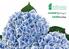 2Hydrangea. Diva fiore Rose * Diva fiore Violet * Diva fiore Blue *