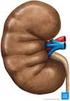 3. Welche Struktur gehört nicht zum Nierenhilum? 4. Die Lokalisation der drei Engstellen des Ureters sind?