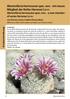 Mammillaria hermosana spec. nov. - ein neues Mitglied der Reihe Herrerae Lüthy Mammillaria hermosana spec. nov. - a new member of series Herrerae