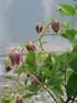 Phillip Robbins Aristolochia clematitis