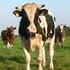 PCB und Dioxine in Rindfleisch Haltungsempfehlungen für Rinderhalter