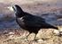 Rabenvögel. Saatkrähen (Corvus frugilegus) werden etwa 46 Zentimeter groß und wiegen 360 bis 670 Gramm, sind also etwa so groß wie