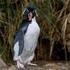 Falkland-Inseln / Foto Workshop Pinguine, Albatrosse und See-Elefanten im Südatlantik