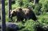 WWF Österreich. Genetische Monitoring der Bären in Österreich. Ergebnisse / Nördliche Kalkalpen. Report: