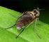 Drei neue Arten der Langbeinfliegen (Diptera, Dolichopodidae) für die Schweizer Fauna