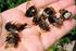 Bienen, Wespen und Ameisen eine Übersicht über heimische Hautflügler (Hymenoptera) sowie praktische Tipps für angehende Hymenopterologen