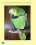 Mehr Clickertraining für Papageien, Sittiche und andere Vögel