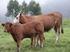 Schlachtleistung und Fleischqualität von Jungrindern (Fleckvieh Limousin und Limousin) aus der Mutterkuhhaltung