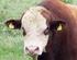 Beef cattle breeding in Germany