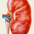 Interstitielle Nephritis