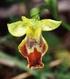 Beitrag zur Orchideenflora des Monte Gargano (Italien)