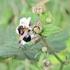 Lausfliegen (Hippoboscidae): Gibt es sie noch?