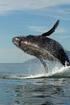 Baja California Auf den Spuren der Wale