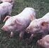 Verordnung zum Schutz gegen die Schweinepest und die Afrikanische Schweinepest (Schweinepest-Verordnung) *)