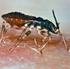 Die Chagas-Krankheit in der Schweiz