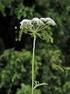Karotte. Bestäubungsbiologie. Standort. Familie: Apiaceae (Doldenblütler) Gattung: Daucus (Karotte) Art: D. carota L.
