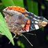 Schmetterlinge als Indikatoren für den Klimawandel?
