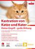 Kastration von Katze und Kater Kleiner Eingriff große Wirkung: