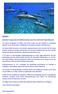Spirituelle Gruppenreise mit Delfinschwimmen vom 20. bis Hawaii Big Island