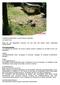 Pantherschildkröten: Geochelone pardalis von Martin Fahz