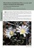 Mammillaria boelderliana Wohlschlager und andere mexikanische Kleinodien