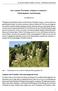 Der Gemeine Wacholder (Juniperus communis) Dendrologische Anmerkungen