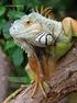 [ TITELTHEMA] Reptilien wie der Grüne Leguan werden gekauft, wenn sie knapp 20 cm messen. Ausgewachsen können sie über zwei Meter lang werden.