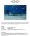 HAI SAFARI - BAHAMAS Tigerhaie Hammerhaie Delfine Max 16 Teilnehmer