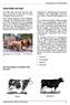 Vom Kalb zur Kuh. Die Entwicklung verschiedener Rinderrassen. Tierhaltung in der Landwirtschaft