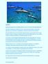 Spirituelle Gruppenreise mit Delfinschwimmen vom bis Hawaii Big Island