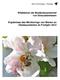Wildbienen als Bestäuberpotenzial von Streuobstwiesen Ergebnisse des Monitorings von Bienen an Obstbaumblüten im Frühjahr 2012