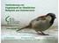 Verhinderung von Vogelanprall an Glasflächen Beispiele aus Ostösterreich