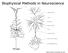 Biophysical Methods in Neuroscience. Biophysical Methods of Neurobiology (Dieter Braun)