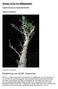 Antrag von Madagaskar Operculicarya hyphaenoides Operculicarye