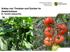Anbau von Tomaten und Gurken im Gewächshaus Dr. Gerald Lattauschke. Sächsisches Landesamt für Umwelt, Landwirtschaft und Geologie