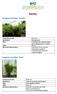 Bambus. Fargesia murielae `Jumbo. Fargesia murielae `Rufa. Wachstum pro Jahr. Lanzettförmige hellgrüne Blätter, neuer Blattaustrieb im Frühjahr