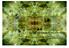 Asymmetrische Systeme III: Dias de los Muertos. Eine Wurmaktive Kaleidoskop-Projektion von Wolfgang Spahn, 2010 Musik von Michael Merkelbach
